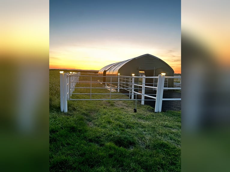Lona de acción con 900 g/m² - Carpa para pasto, refugio para caballos, tienda de almacenamiento, tie