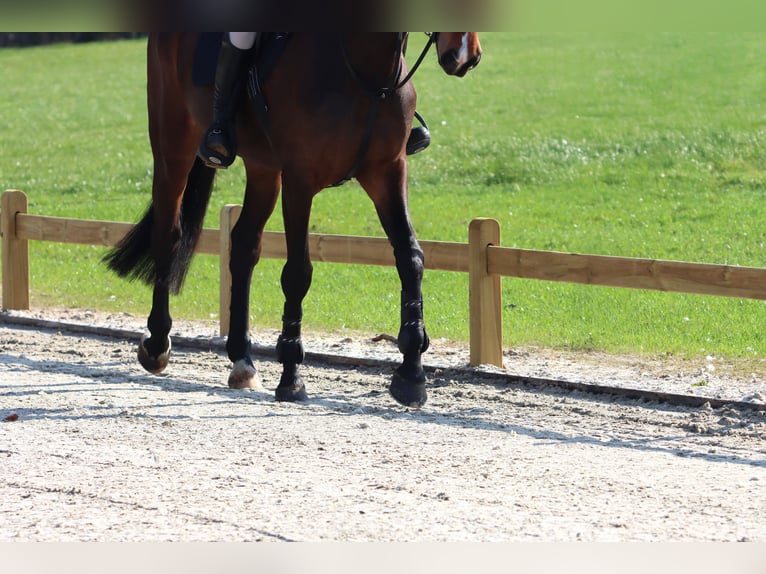 Pista de doma | Valla de madera para pista de equitación | Cuadrilátero de doma