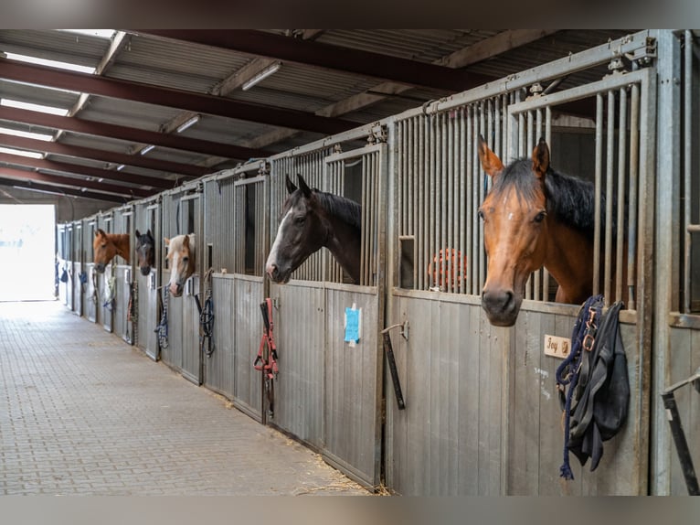 A complete equestrian accommodation with 2 company houses located in the outskirts of Venlo!