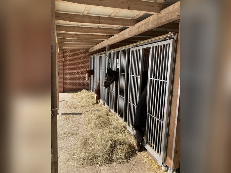Nähe Vechta !  Geniale Reitanlage in traumhafter Alleinlage mit ca. 7 Hektar   **Provisionsfrei**