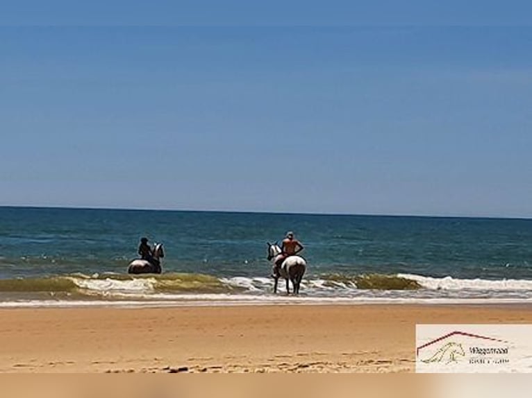 Zwei Fincas mit möglichkeit für Pferdehaltung, Andalusien, Spanien