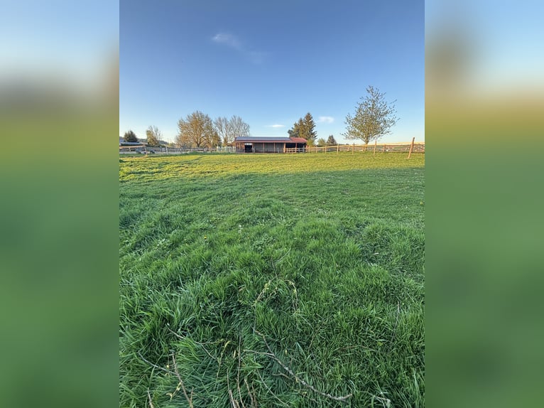 Offenstall zu verpachten (komb. mit Innenstall)