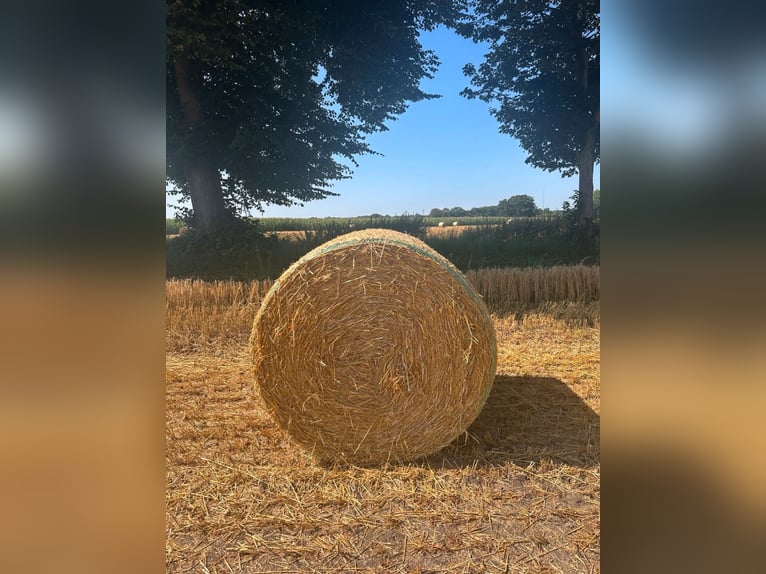 Rundballen Gerstenstroh und Weizenstroh Rundballen Gerstenstroh und Weizenstroh