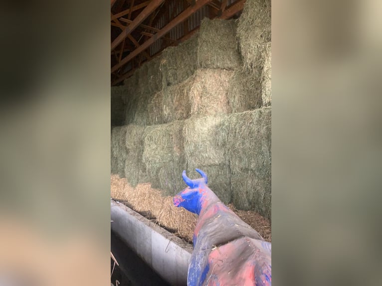 Heno - Paja - Balas de silo - Alfalfa