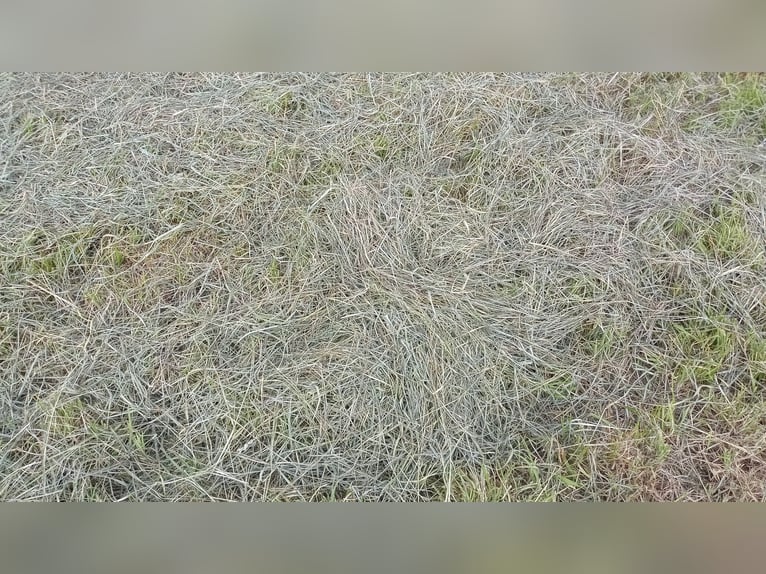 Pellets de heno en fardos redondos, heno para caballos, ovejas y ganado
