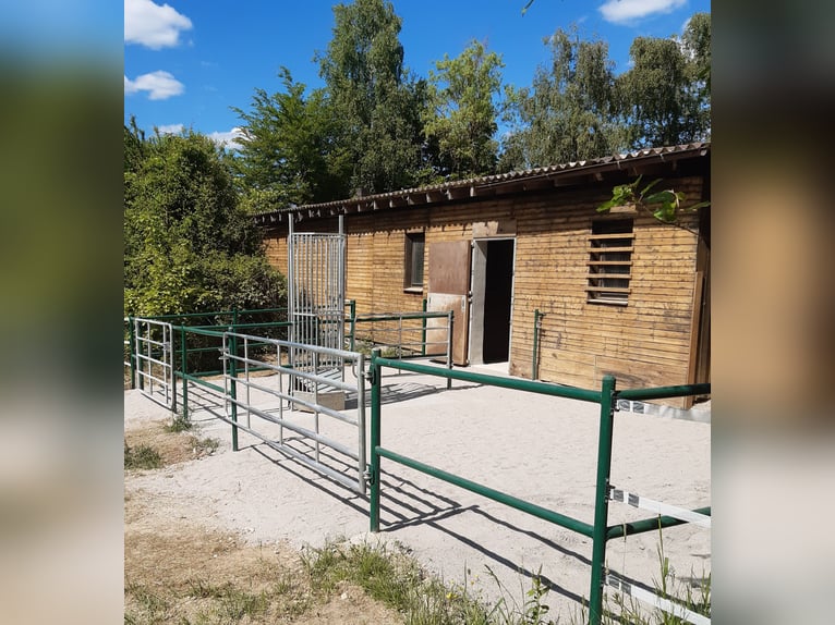 1 offene Box für Isländerwallach , ab Frühjahr 1 Paddockbox für verträgl. Wallachbis max 155cm