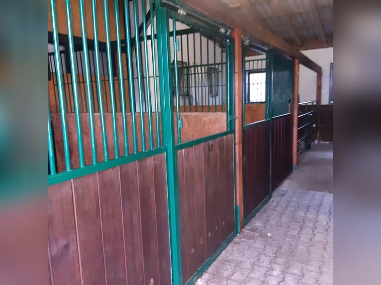 1 offene Box für Isländerwallach , ab Frühjahr 1 Paddockbox für verträgl. Wallachbis max 155cm