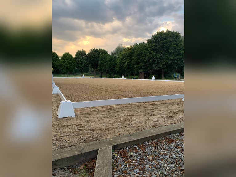 4 BOXES DISPONIBLES PARA CABALLOS en la Asociación de Equitación y Carriage Heuchling-Lauf e.V.