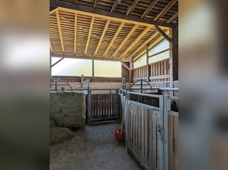 5 boxes para caballos, establo completamente nuevo