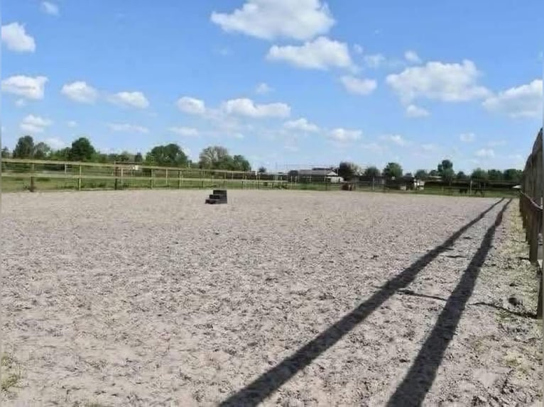 Amplios establos disponibles: cuidado de caballos de manera independiente y profesional