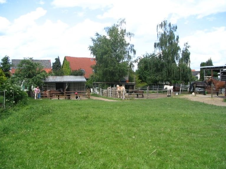 Aussenbox für Pony oder Kleinpferd