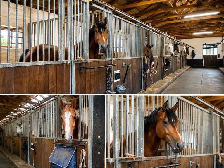Box disponible para caballo