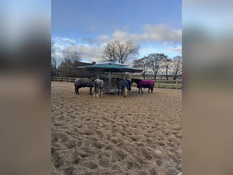 Box disponible - Pensión completa - Instalaciones ecuestres para alojamiento de caballos