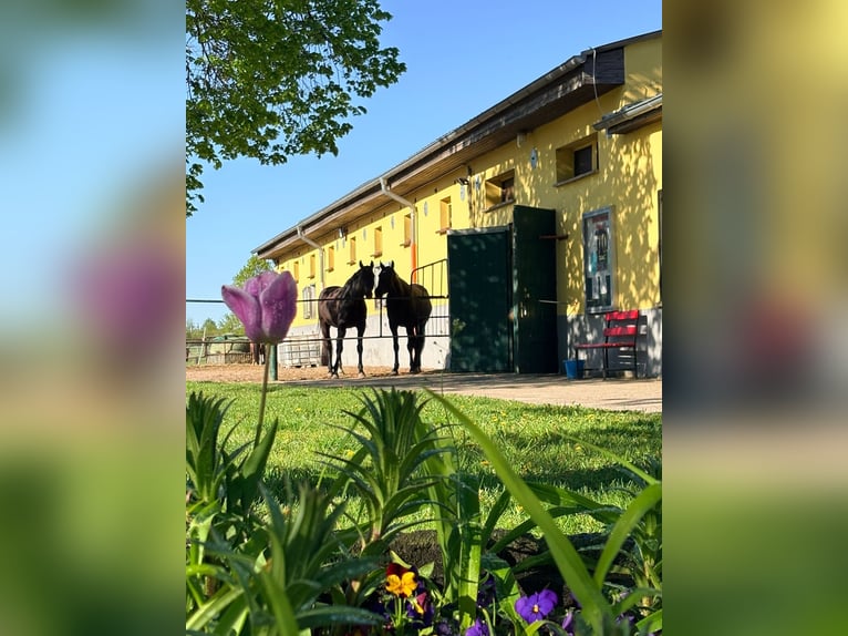 Busco nuevo inquilino: 2 boxes para caballos en un club hípico idílico
