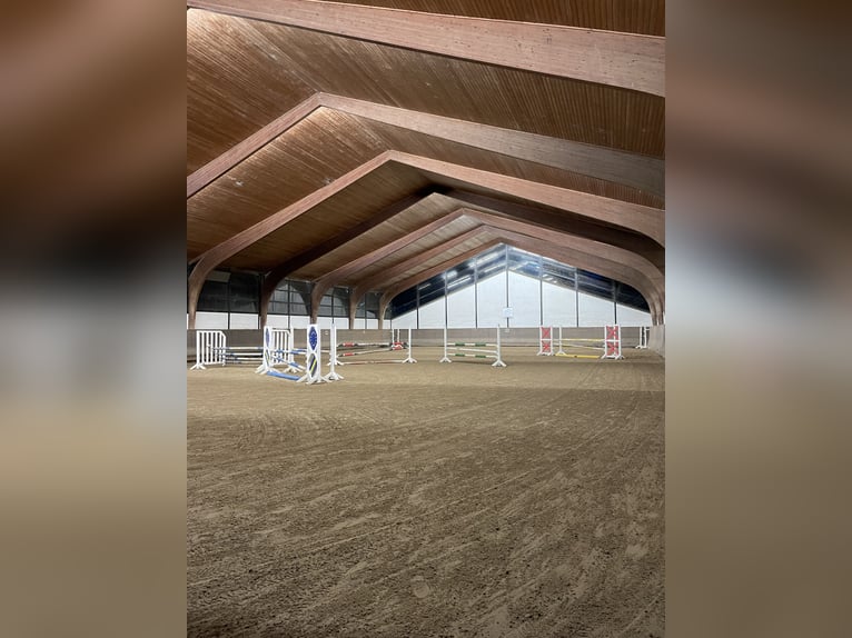 Caballo de salto con boxe disponible en el establo