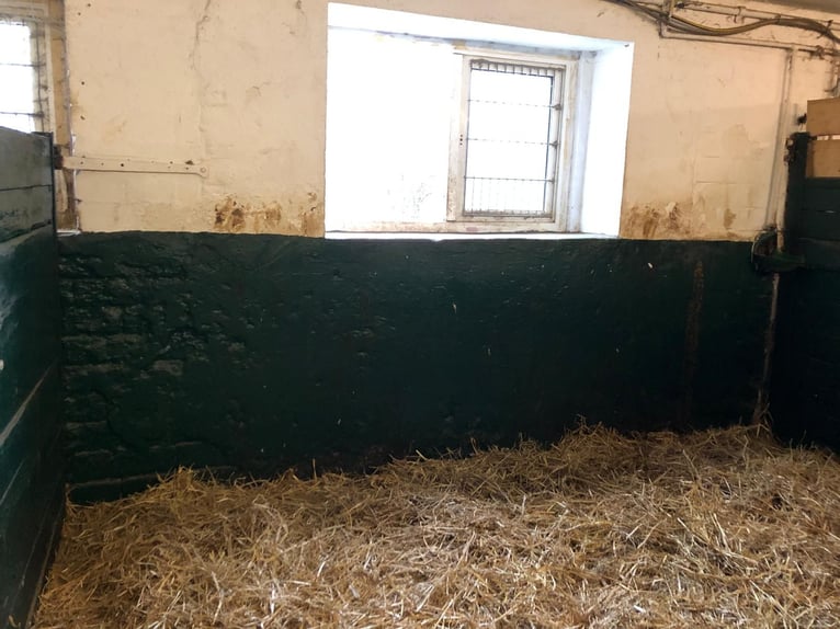 🔥 EL LUGAR DONDE TU CABALLO PUEDE ENCONTRAR PAZ – NO SOLO UN REFUGIO. 🔥