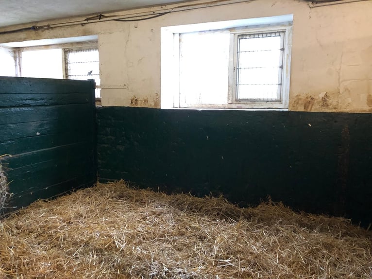 🔥 EL LUGAR DONDE TU CABALLO PUEDE ENCONTRAR PAZ – NO SOLO UN REFUGIO. 🔥