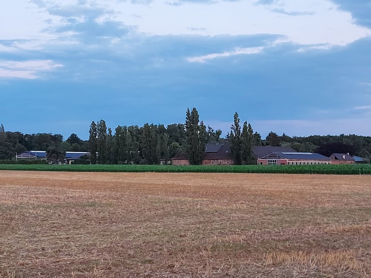 Freizeitstall hat Boxen frei! Pferde aller Rassen sind Willkommen!