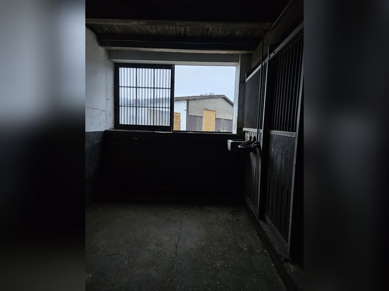 gr.Boxen sowie Stalltrakt frei