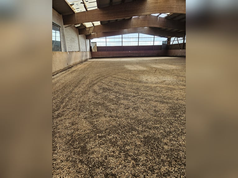 gr.Boxen sowie Stalltrakt frei