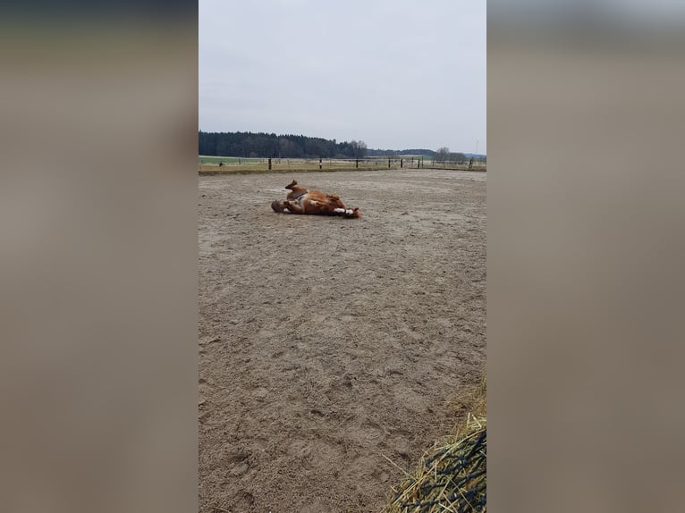 Große Innenboxen frei (4x4m) ab € 390,- /€400,- (tägl. Koppel bzw. Paddock bis zu 7 Std./Tag) 