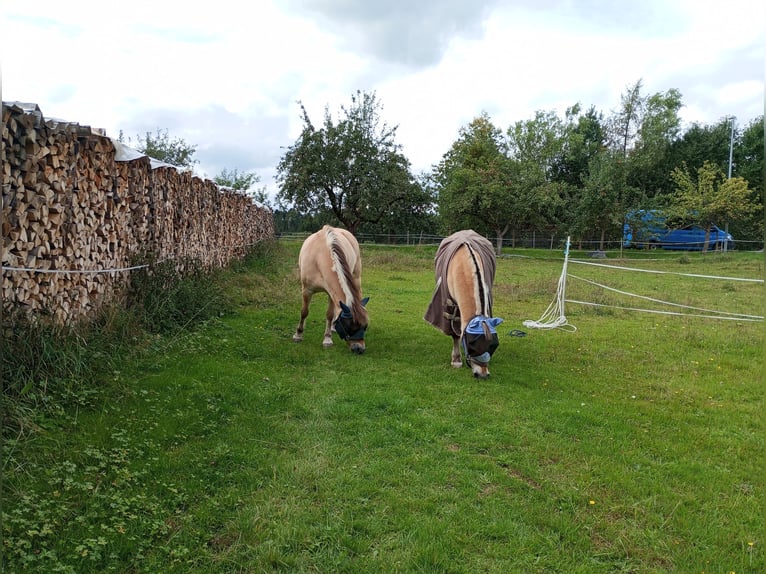 Harmonische Herdenhaltung mit nachts Einzelboxen 