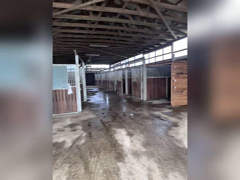 Pista de entrenamiento y servicio completo en Niebüll: ideal para caballos con problemas respiratori