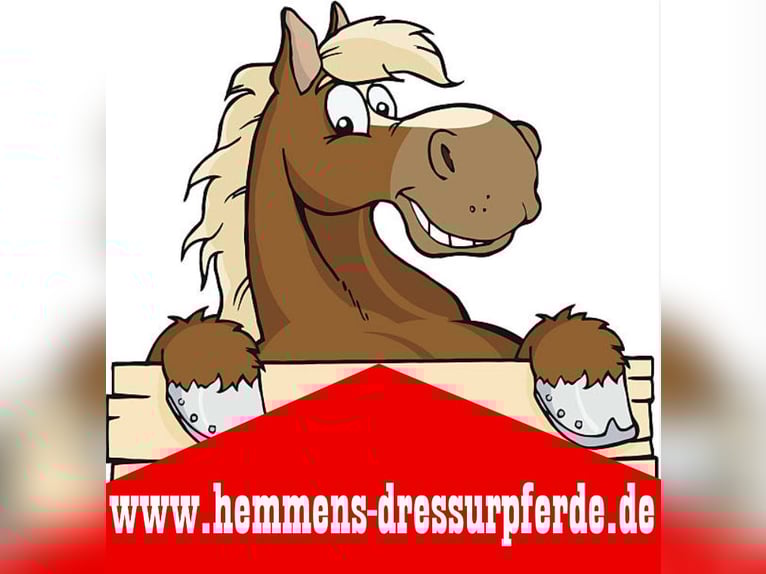 PLZ 49624 * gegen Hilfe *BOX RUNDUM-SORGLOS-PAKET für STUTE / ZUCHTSTUTE /RENTNER