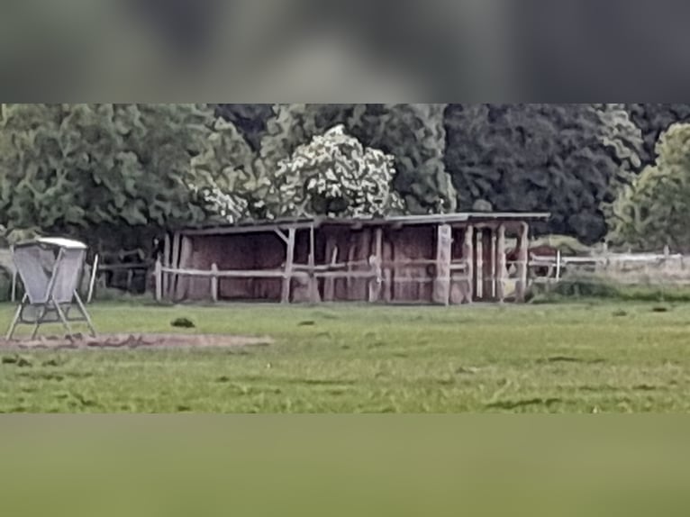 Una box disponible para yegua o caballo castrado en establo privado de autoservicio en Hagen Haßley.