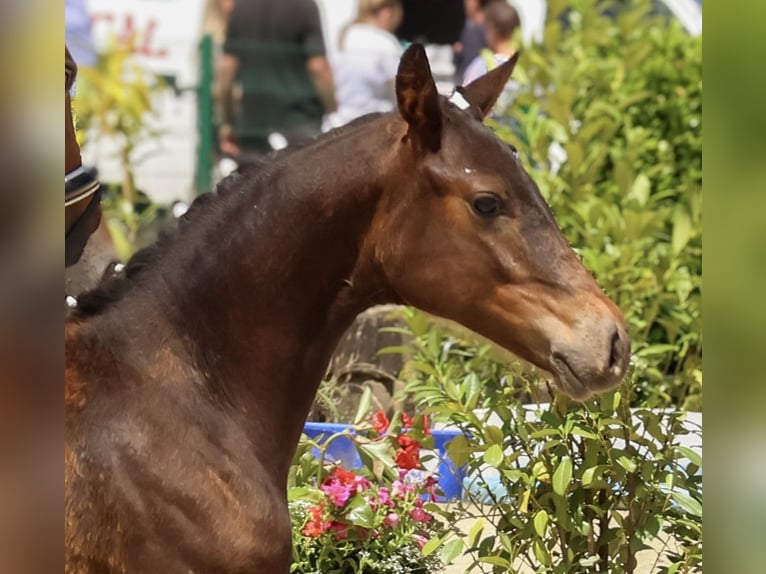Aufzuchtplatz für Hengstfohlen, Dt.Reitpony