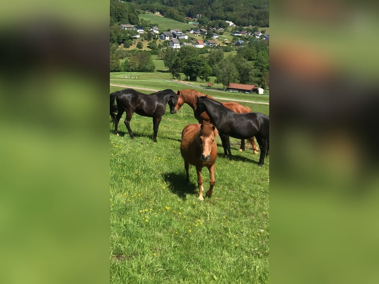 Aufzuchtplatz für Hengstfohlen, Dt.Reitpony