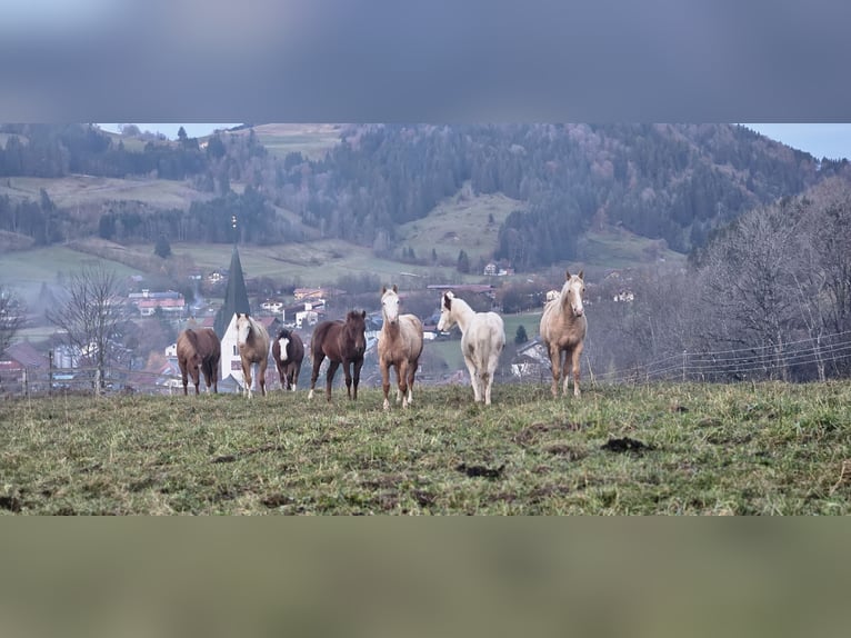 Aufzuchtplatz für Quarter und Paint Horse Stute Wallach 