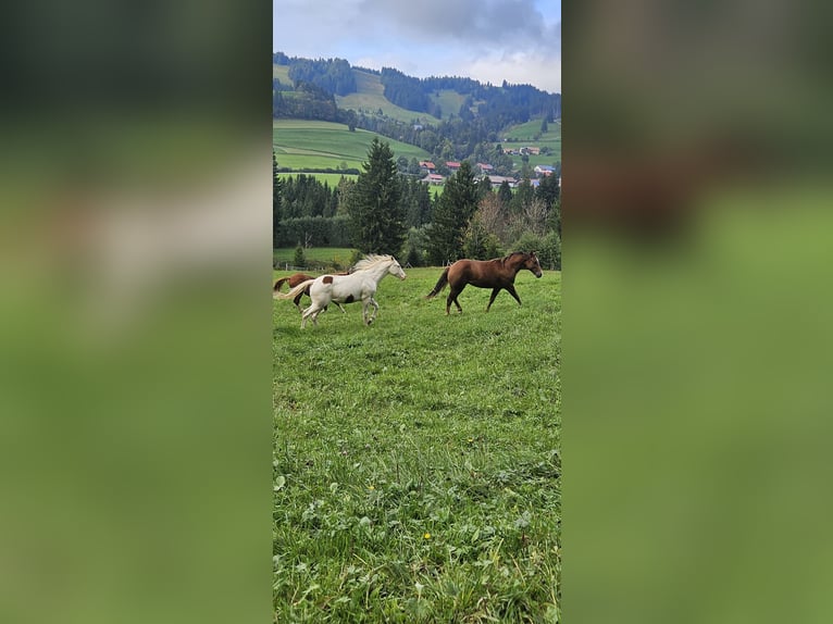 Aufzuchtplatz für Quarter und Paint Horse Stute Wallach 