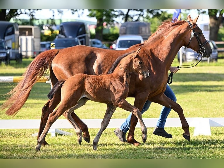 Aufzuchtplatz für Warmblüter Absetzer aus 2024 frei