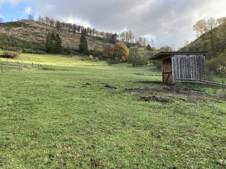 Aufzuchtplatz Hengst/ Wallach