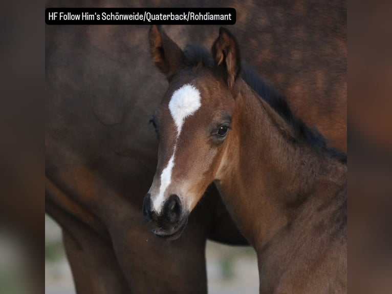 Aufzuchtsplatz für einen Henstjährling ab April/2026 