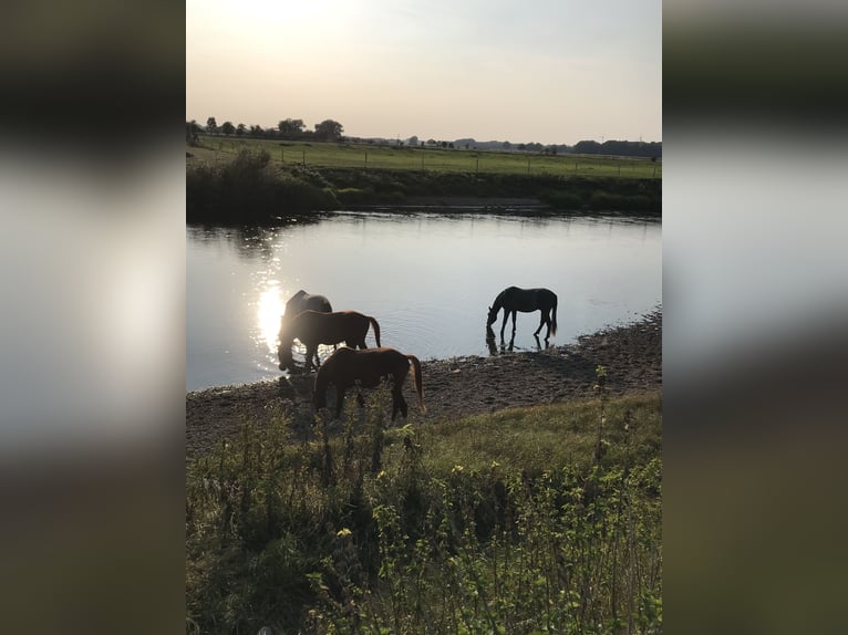 Aufzuchtsplatz für Hengstfohlen direkt am Wasser 