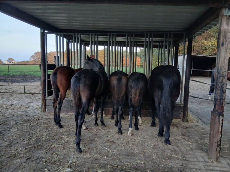 Cría con mucho espacio para pastar y libertad de movimiento