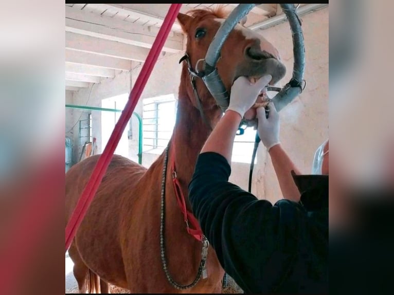 Cría de caballos, caballos jubilados, pensión para caballos, estabulación en boxe