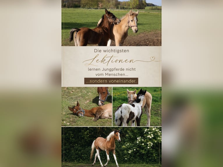 Cría de caballos jóvenes | Pasto compartido | Mantenimiento en manada | Pasto las 24 horas del día, 
