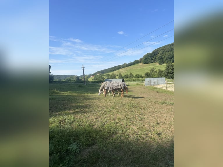 Cría de potros con corazón, inteligencia y las mejores condiciones para un futuro prometedor 🐴🌿