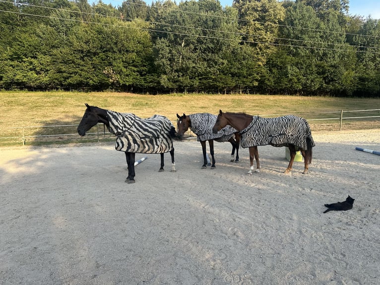 Cría de potros con corazón, inteligencia y las mejores condiciones para un futuro prometedor 🐴🌿