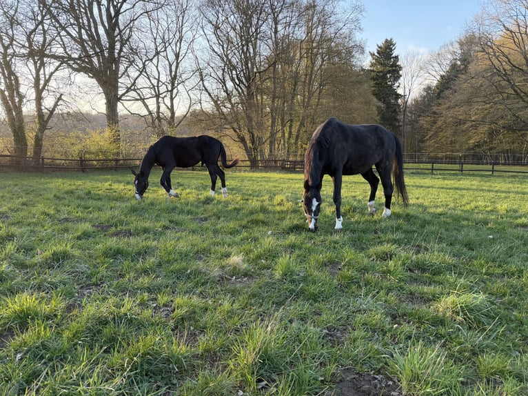 Cría de semental cariñosa / Destete 2026 / Caballos jóvenes / Geldings