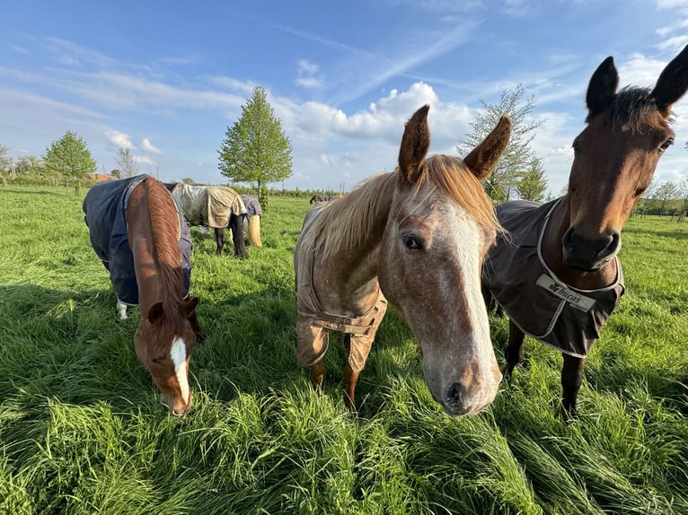 ¡Espacios disponibles para cría y pasto de verano para yeguas y caballos castrados!