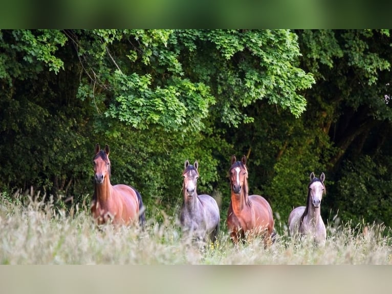 Espacios disponibles para la cría de destetados y potras de un año en la finca Borner