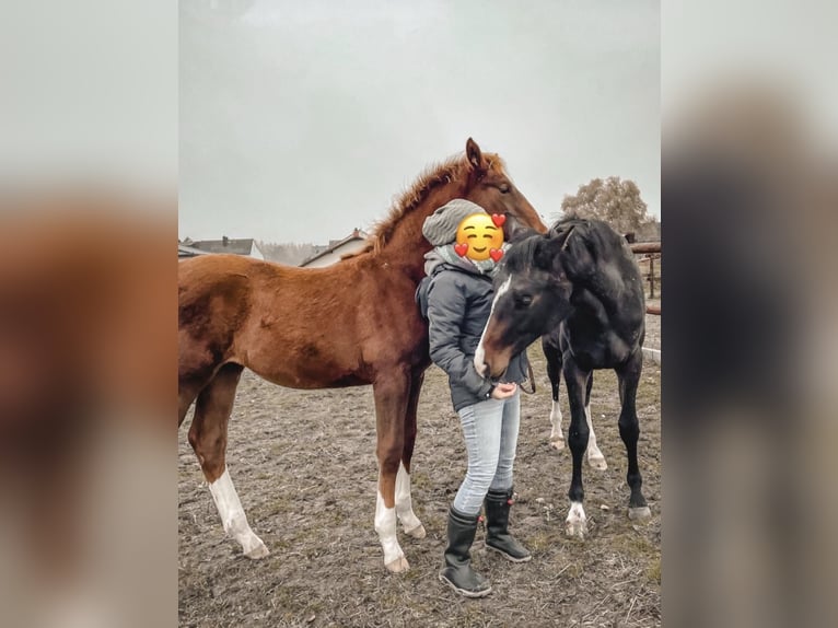 freie Aufzuchtsplätze für Stutfohlen auf familiärer Anlage