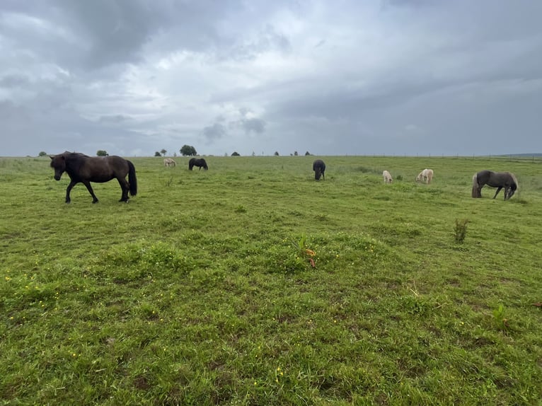 Jungpferde Aufzucht Einstellplatz für Jungstuten und Junghengste/-wallache in der Eifel 