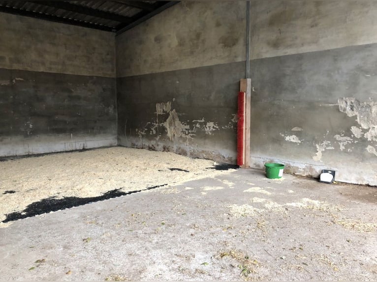 Jungpferde Aufzucht Einstellplatz für Jungstuten und Junghengste/-wallache in der Eifel 