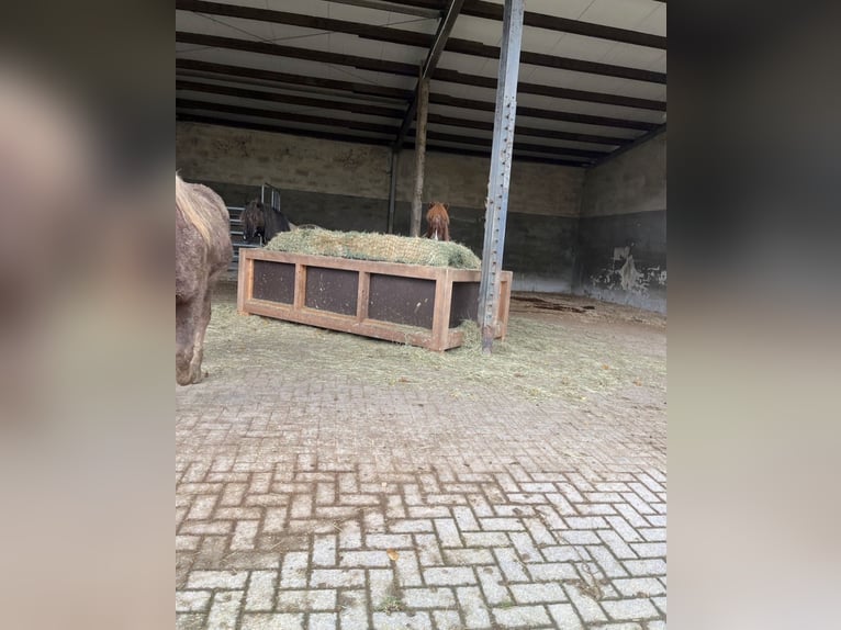 Jungpferde Aufzucht Einstellplatz für Jungstuten und Junghengste/-wallache in der Eifel 
