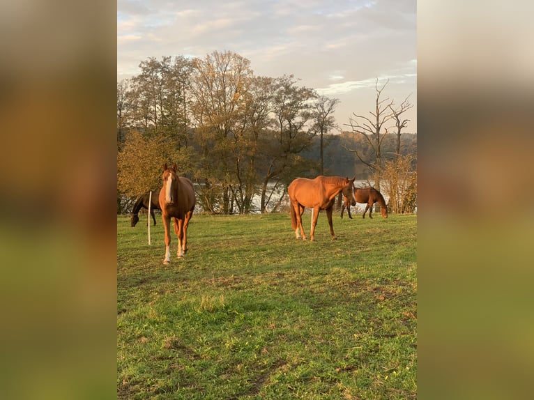 Jungpferde Aufzucht in der Uckermark 